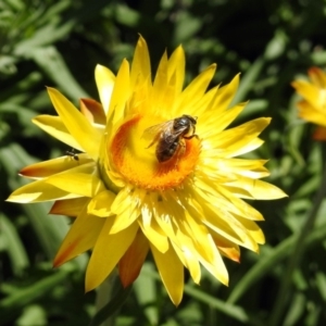 Lasioglossum (Chilalictus) sp. (genus & subgenus) at Acton, ACT - 11 Feb 2019