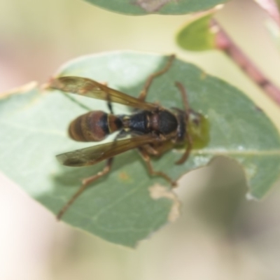 Polistes (Polistella) humilis (Common Paper Wasp) at Lyons, ACT - 12 Feb 2019 by AlisonMilton