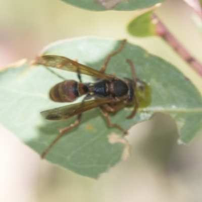 Polistes (Polistella) humilis (Common Paper Wasp) at Lyons, ACT - 12 Feb 2019 by Alison Milton