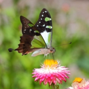 Graphium macleayanum at Acton, ACT - 10 Feb 2019