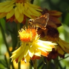 Ocybadistes walkeri (Green Grass-dart) at ANBG - 11 Feb 2019 by RodDeb