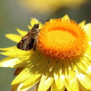 Ocybadistes walkeri at Acton, ACT - 11 Feb 2019