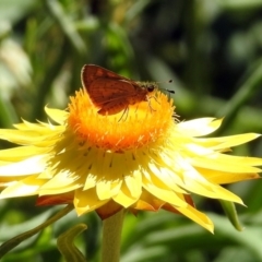 Ocybadistes walkeri at Acton, ACT - 11 Feb 2019