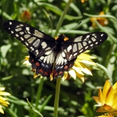 Papilio anactus (Dainty Swallowtail) at ANBG - 11 Feb 2019 by RodDeb