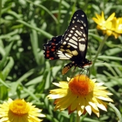 Papilio anactus at Acton, ACT - 11 Feb 2019