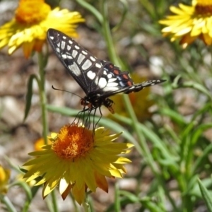 Papilio anactus at Acton, ACT - 11 Feb 2019