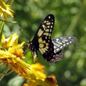 Papilio anactus at Acton, ACT - 11 Feb 2019