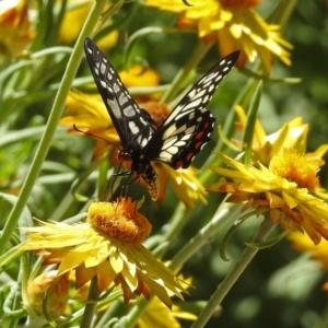 Papilio anactus at Acton, ACT - 11 Feb 2019