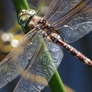 Adversaeschna brevistyla at Rendezvous Creek, ACT - 11 Feb 2019