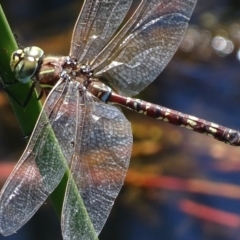 Adversaeschna brevistyla at Rendezvous Creek, ACT - 11 Feb 2019