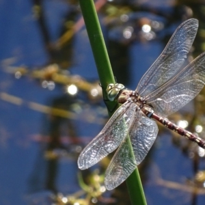 Adversaeschna brevistyla at Rendezvous Creek, ACT - 11 Feb 2019