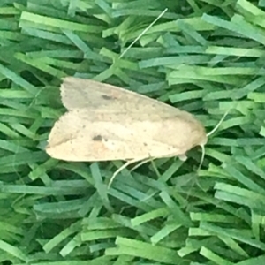 Mythimna (Pseudaletia) convecta at Harrison, ACT - 11 Feb 2019 07:05 PM