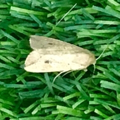 Mythimna (Pseudaletia) convecta at Harrison, ACT - 11 Feb 2019 07:05 PM