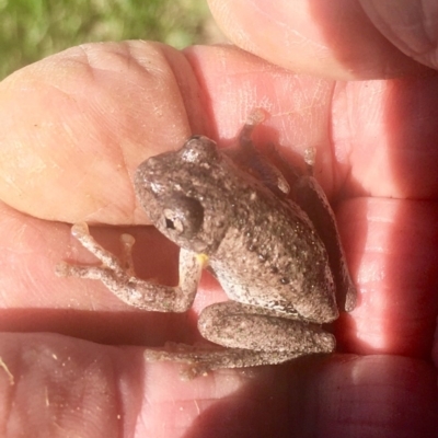 Litoria peronii (Peron's Tree Frog, Emerald Spotted Tree Frog) at Harrison, ACT - 10 Feb 2019 by davobj