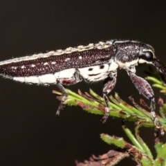 Rhinotia adelaidae (A belid weevil) at Majura, ACT - 11 Feb 2019 by jbromilow50