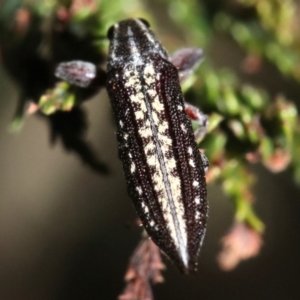 Rhinotia adelaidae at Majura, ACT - 11 Feb 2019 10:09 PM