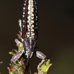 Rhinotia adelaidae at Majura, ACT - 11 Feb 2019 10:09 PM