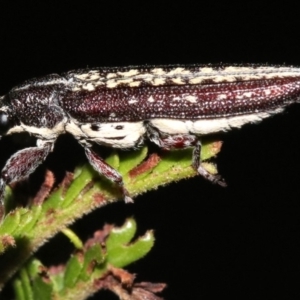 Rhinotia adelaidae at Majura, ACT - 11 Feb 2019 10:09 PM