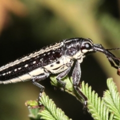 Rhinotia sp. (genus) (Unidentified Rhinotia weevil) at Mount Ainslie - 11 Feb 2019 by jbromilow50