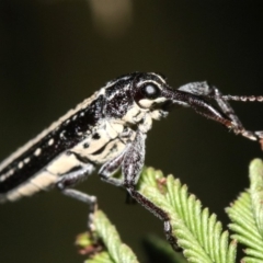 Rhinotia sp. (genus) at Majura, ACT - 11 Feb 2019