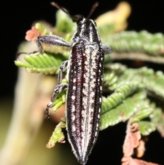 Rhinotia sp. (genus) at Majura, ACT - 11 Feb 2019 10:19 PM