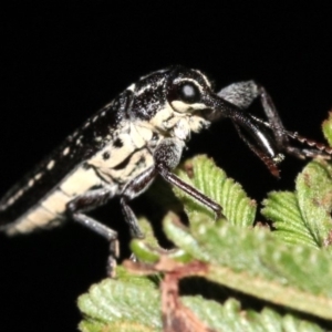 Rhinotia sp. (genus) at Majura, ACT - 11 Feb 2019 10:19 PM