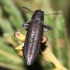 Rhinotia sp. in brunnea-group (A belid weevil) at Mount Ainslie - 11 Feb 2019 by jb2602