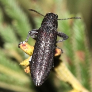 Rhinotia sp. in brunnea-group at Majura, ACT - 11 Feb 2019