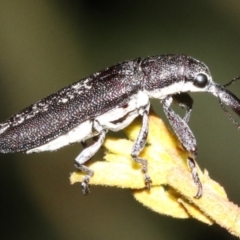 Rhinotia sp. in brunnea-group at Majura, ACT - 11 Feb 2019 10:19 PM