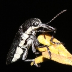 Rhinotia sp. in brunnea-group at Majura, ACT - 11 Feb 2019