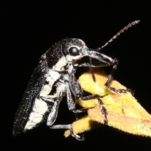 Rhinotia sp. in brunnea-group at Majura, ACT - 11 Feb 2019 10:19 PM