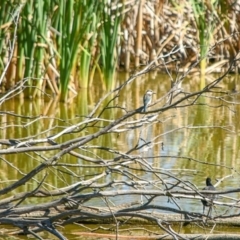 Todiramphus sanctus (Sacred Kingfisher) at Fyshwick, ACT - 10 Feb 2019 by frostydog