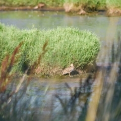 Gallinago hardwickii (Latham's Snipe) at Fyshwick, ACT - 10 Feb 2019 by frostydog