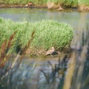 Gallinago hardwickii at Fyshwick, ACT - 10 Feb 2019 05:40 PM