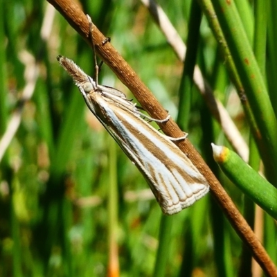 Hednota species near grammellus (Pyralid or snout moth) at Paddys River, ACT - 10 Feb 2019 by HarveyPerkins