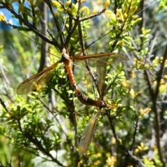 Leptotarsus (Macromastix) sp. (genus & subgenus) (Unidentified Macromastix crane fly) at Paddys River, ACT - 10 Feb 2019 by HarveyPerkins