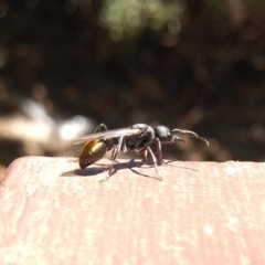 Myrmecia piliventris (Golden tail bull ant) at Acton, ACT - 11 Feb 2019 by MattM