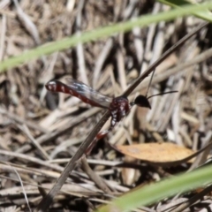 Pseudofoenus sp. (genus) (Unidentified bee-parasite wasp, burrowing bee parasite wasp) at Namadgi National Park - 10 Feb 2019 by HarveyPerkins
