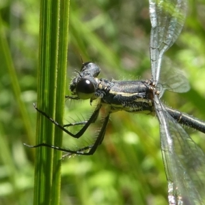 Griseargiolestes intermedius at Paddys River, ACT - 10 Feb 2019 12:43 PM