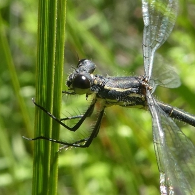 Griseargiolestes intermedius (Alpine Flatwing) at Paddys River, ACT - 10 Feb 2019 by HarveyPerkins