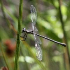 Griseargiolestes intermedius at Paddys River, ACT - 10 Feb 2019 12:43 PM