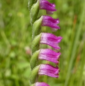 Spiranthes australis at Paddys River, ACT - 10 Feb 2019