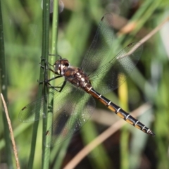 Procordulia jacksoniensis (Eastern Swamp Emerald) at Namadgi National Park - 10 Feb 2019 by HarveyPerkins