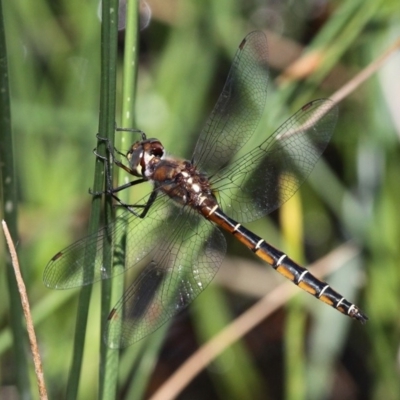 Procordulia jacksoniensis (Eastern Swamp Emerald) at Tharwa, ACT - 10 Feb 2019 by HarveyPerkins