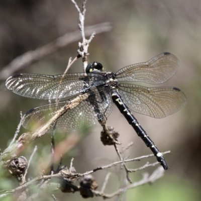 Eusynthemis brevistyla (Small Tigertail) at Cotter River, ACT - 10 Feb 2019 by HarveyPerkins