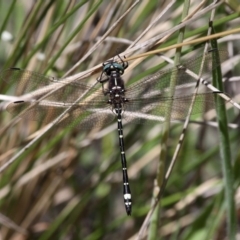 Eusynthemis brevistyla (Small Tigertail) at Cotter River, ACT - 10 Feb 2019 by HarveyPerkins