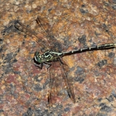 Austrogomphus guerini (Yellow-striped Hunter) at Cotter River, ACT - 10 Feb 2019 by HarveyPerkins