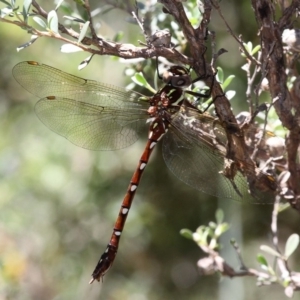 Austroaeschna pulchra at Cotter River, ACT - 10 Feb 2019