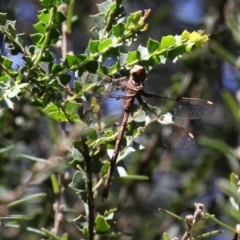 Telephlebia brevicauda (Southern Evening Darner) at Namadgi National Park - 10 Feb 2019 by HarveyPerkins