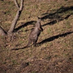 Osphranter robustus robustus (Eastern Wallaroo) at Paddys River, ACT - 13 Feb 2019 by davobj